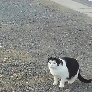 ズラすぎるネコ　　大ちゃんさん