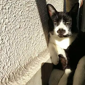 渋すぎるネコ　　よっしーさん
