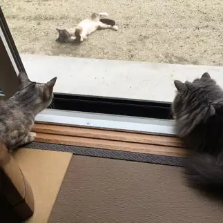 人んちの庭でくつろぎすぎるネコ　　みにゃはらさん