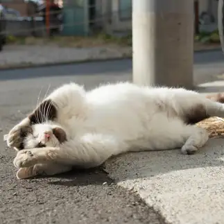 悩みすぎるネコ　　サトウヒロキさん