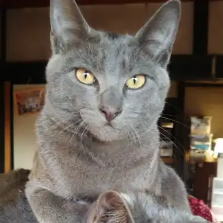 態度がデカすぎるネコ　　ひでさん