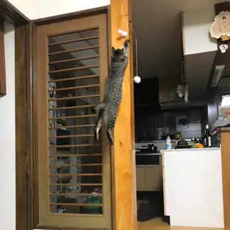 跳ねすぎるネコ　　ポン太さん