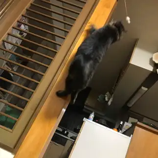 重すぎるネコ　　ポン太さん