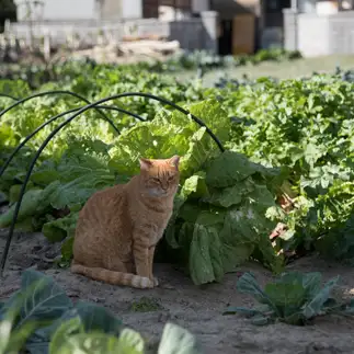野菜泥棒が心配すぎるネコ　　OKAKAさん