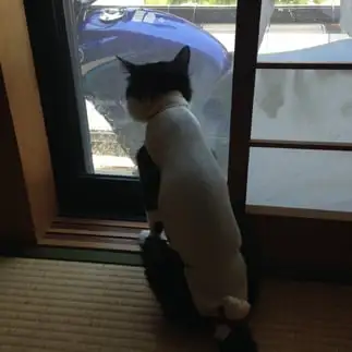 憂鬱すぎるネコ　　ぶっちさん