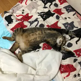 ヘソ天?すぎるネコ　　chat noirさん