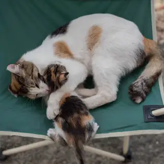子供を好きすぎるネコ　　karukan_catさん