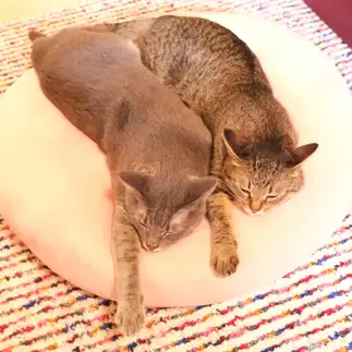 シュワッチすぎるネコ　　ゆずなつさん