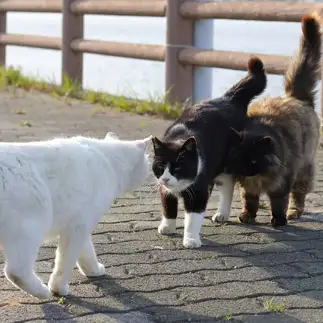 ちょっとしたことでチクりすぎるネコ　　mochaさん