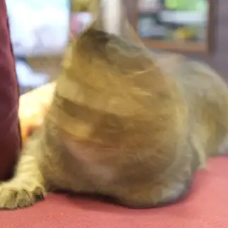 ドリルすぎるネコ　　ゆずなつさん