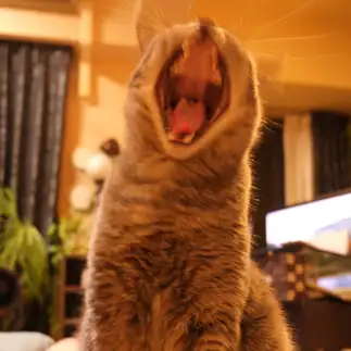 怪獣すぎるネコ　　ゆずなつさん