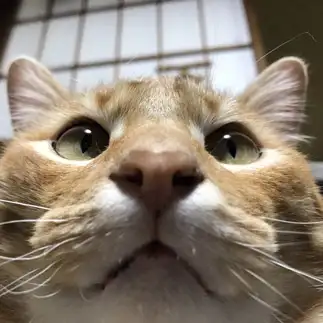丸顔すぎるネコ　　もんじさん
