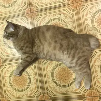 ＰＵＭＡすぎるネコ　　もんじさん