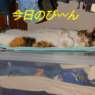 ピーンすぎるネコ　　ナルトさん