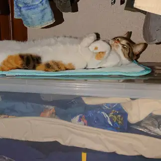 ピーンすぎるネコ　　ナルトさん