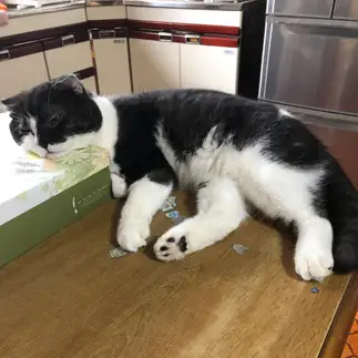 箱の角がたまらなく好きすぎるネコ　　高橋こずえさん