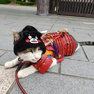 武将すぎるネコ　　24さん