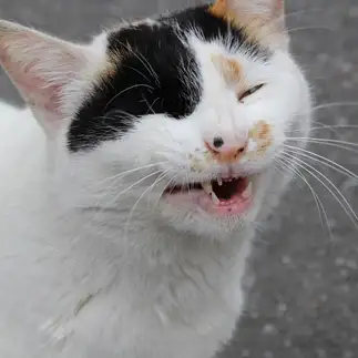 笑いすぎるネコ　　もりちゃんさん