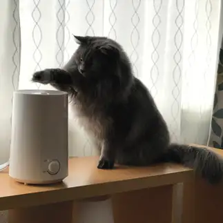 加湿器が好きすぎるネコ　　坂本澄江さん