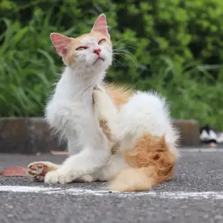 ろくろ首すぎるネコ　　椎名治仁さん