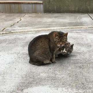 ＥＸＩＬＥすぎるネコ　　かおりさん