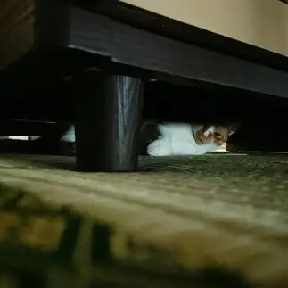 ベッドの下でおびえすぎるネコ　　ちーはらさん