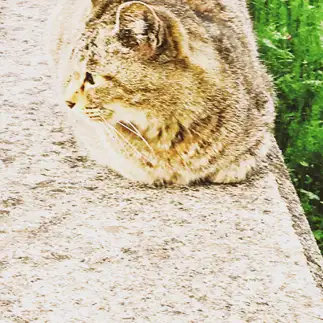 黄昏すぎるネコ　　たださん