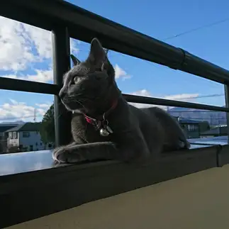 空に憧れすぎるネコ　　さとちんさん