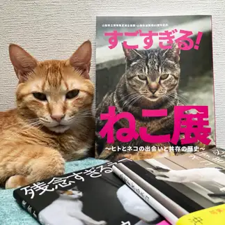 いつか表紙猫になる日の為に表情の練習をしすぎるネコ　　月夜のライオンさん