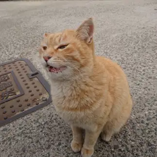 くしゃみが出そうで出なさすぎるネコ　　ぴーちゃんさん