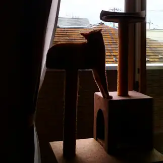 キャットタワーすぎるネコ　　よしおさん