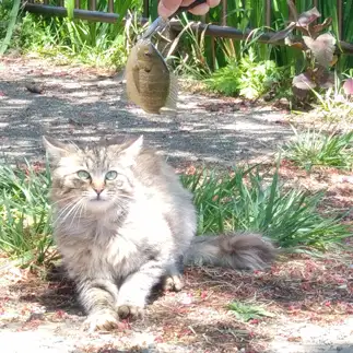 腰が引けすぎるネコ　　ねこさん