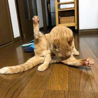 アンヨがピーンすぎるネコ　　カミオさん