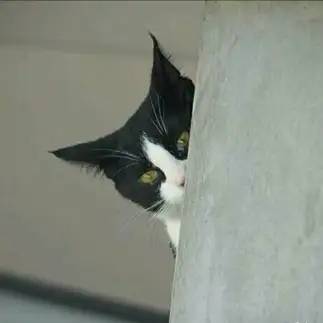 かくれんぼの鬼役がピッタリすぎるネコ　　黒猫カレンさん
