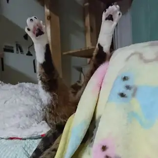 犬神家の一族すぎるネコ　　ちーはらさん