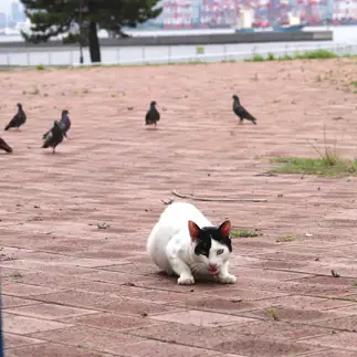 猫、うしろ～！すぎるネコ　　椎名治仁さん