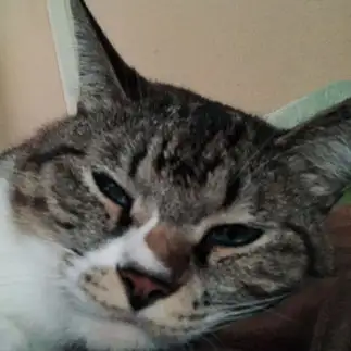眠すぎる…すぎるネコ　　hiroさん