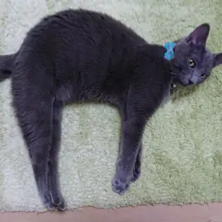 猫背すぎるネコ　　吉野留美子さん