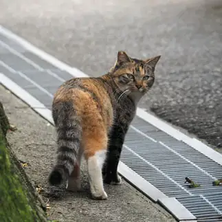 お洒落だけど、衣替えが早すぎるネコ　　黒猫カレンさん