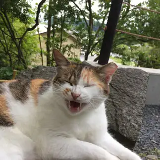 陽気に笑いすぎるネコ　　仙城　彩漓さん