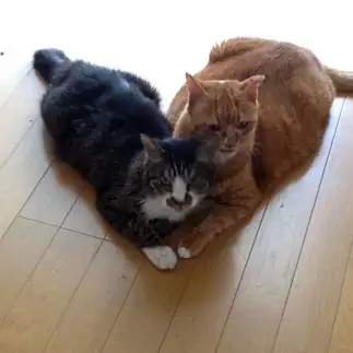 ハートすぎるネコ　　猫山さん