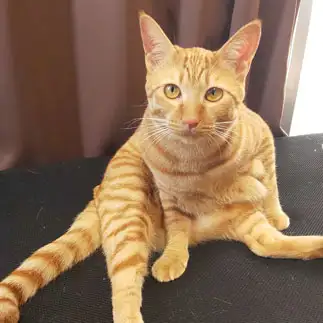 勇ましすぎるネコ　　猫婆さん
