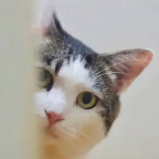 そっと見すぎるネコ　　ｋｕｃｏさん