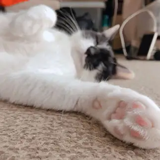 至福すぎるネコ　　ｏｒｅｆｅさん