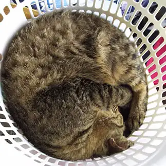 収まりすぎるネコ　　吉次さん