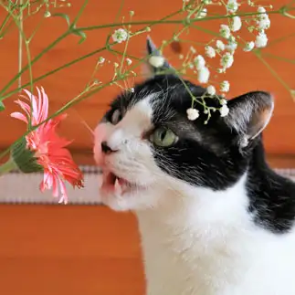 花と会話中すぎるネコ　　sakuさん