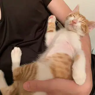 眠たすぎるネコ　　ますをさん