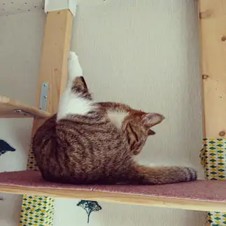 直角三角形すぎるネコ　　ちーはらさん
