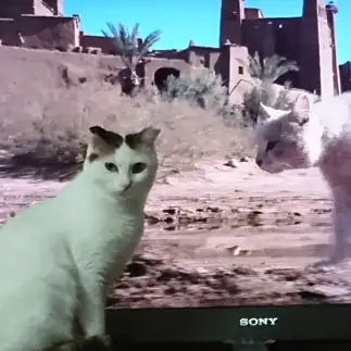 テレビの猫に見つめられすぎるネコ　　ちーはらさん