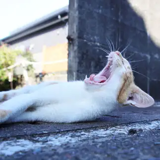 世界の中心で愛をさけびすぎるネコ　　tzkrsatoruさん